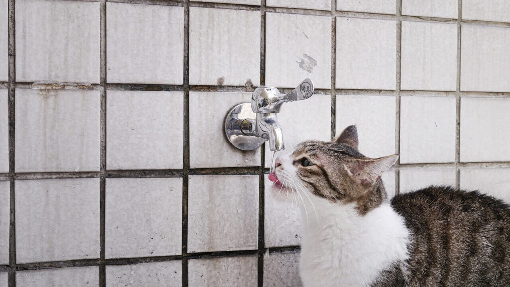 es malo dar agua del grifo a los perros